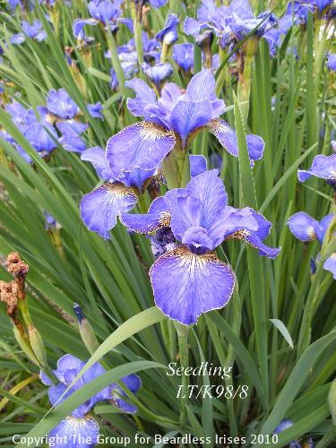 DSCF1719 - Sdlg LT.K98.8 